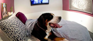 Turismo pet friendly